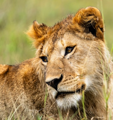 wildlife photography,how to photograph a lioness in the tall grass.