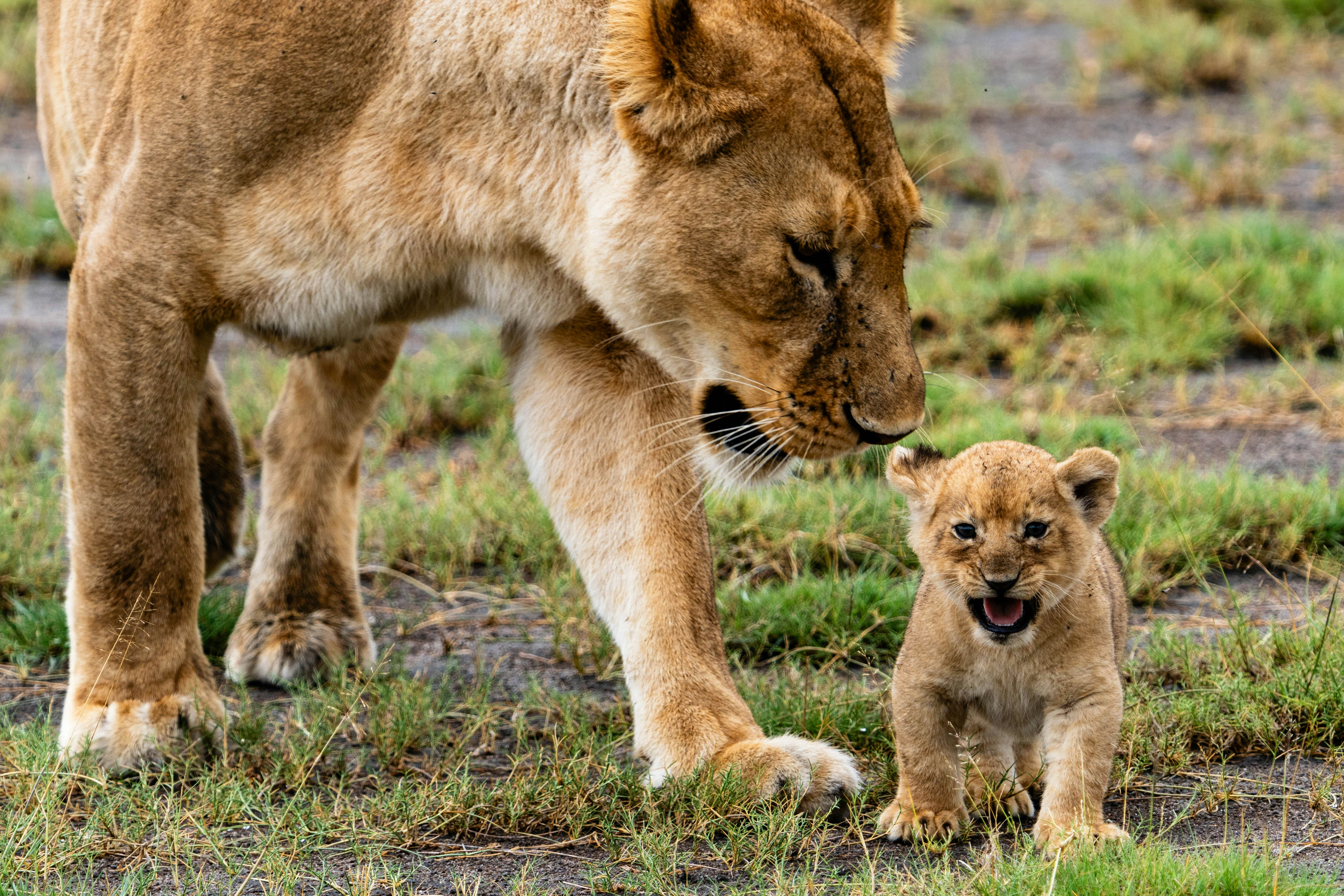great photo recipe,how to photograph lioness with a cub.