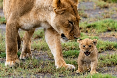 photos by pasha simakov,how to photograph lioness with a cub.