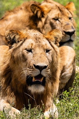 wildlife photography,how to photograph lion brothers.