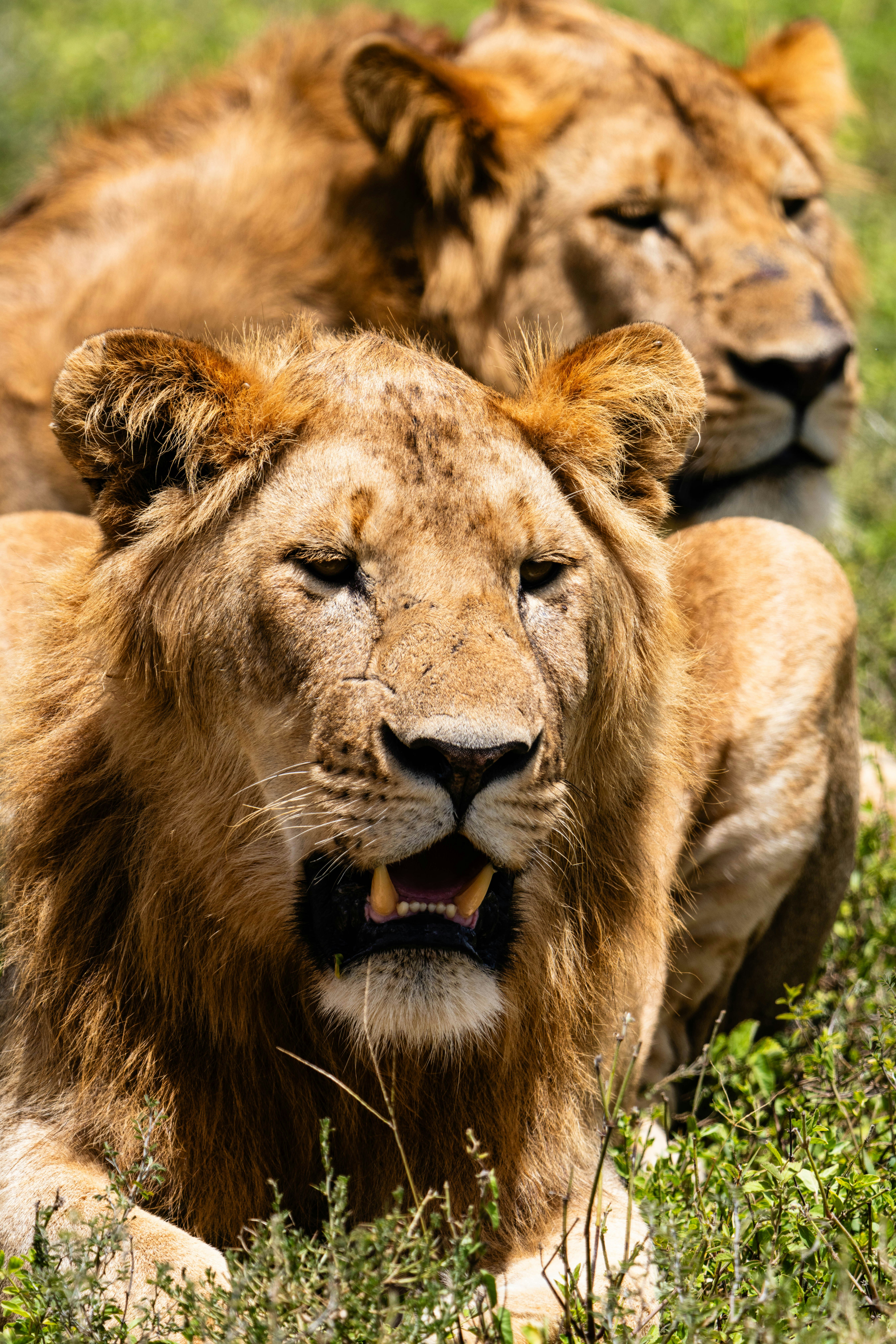 great photo recipe,how to photograph lion brothers.