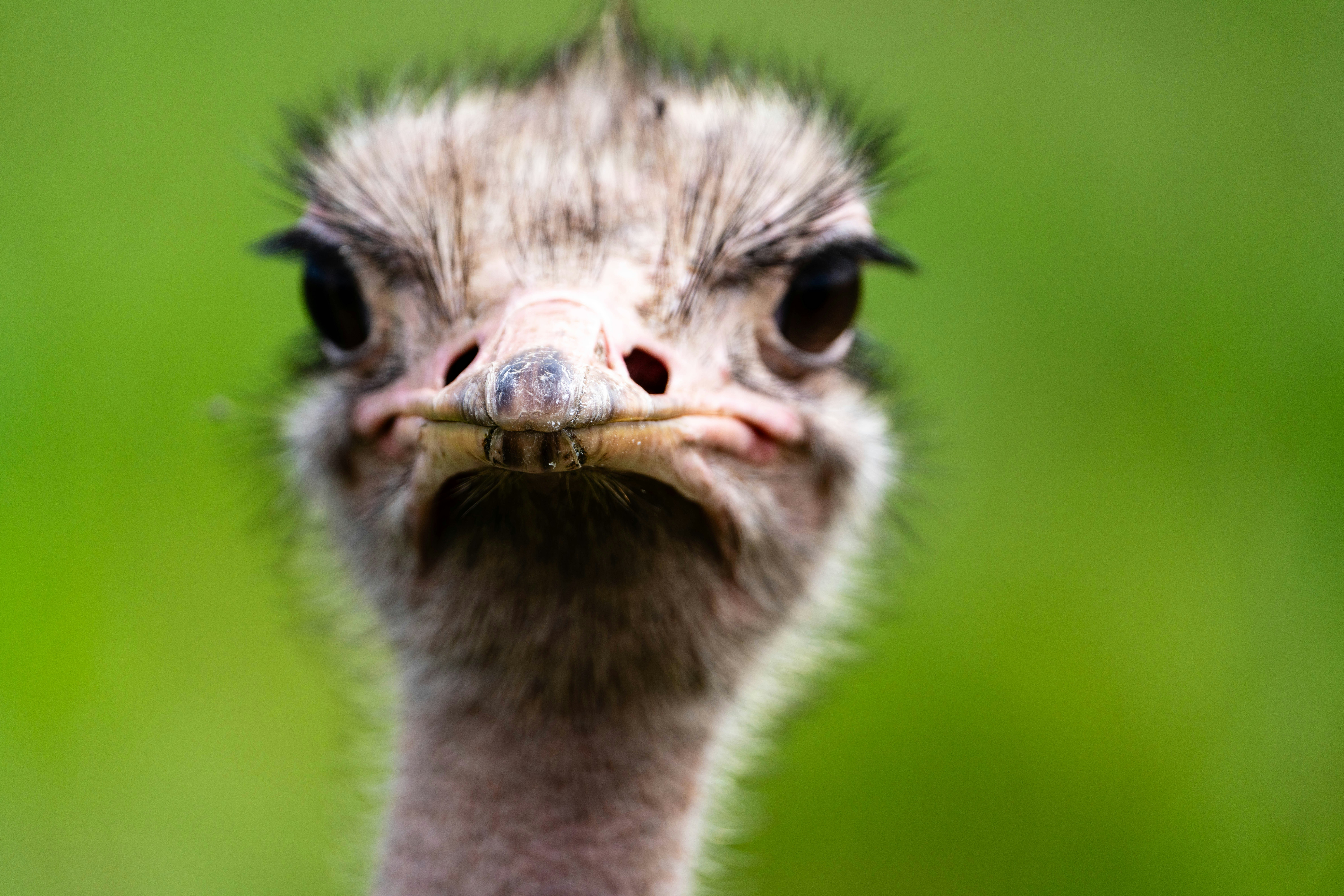 great photo recipe,how to photograph ostrich is the boss.