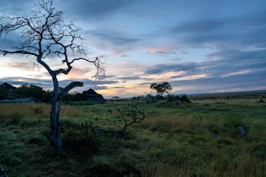 wildlife photography,how to photograph serengeti sunrise.