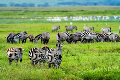 photos by pasha simakov,how to photograph zzzzzzebras...