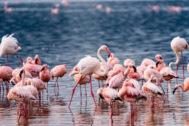 wildlife photography,great photo recipes portfolio image