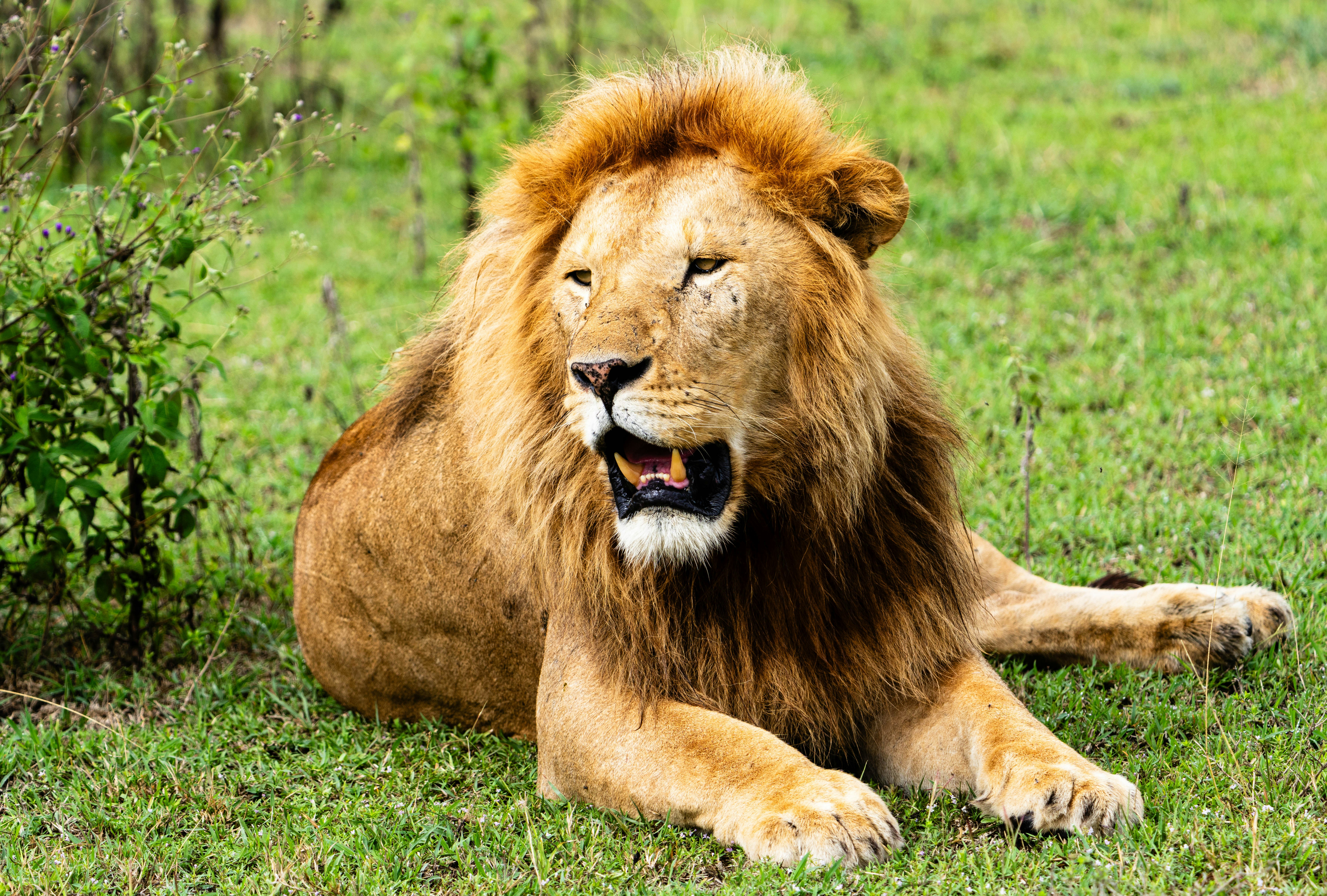 great photo recipe,how to photograph a papa lion.