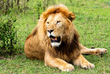 wildlife photography,how to photograph a papa lion.