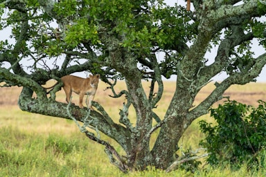 wildlife photography,how to photograph a tree lioness.