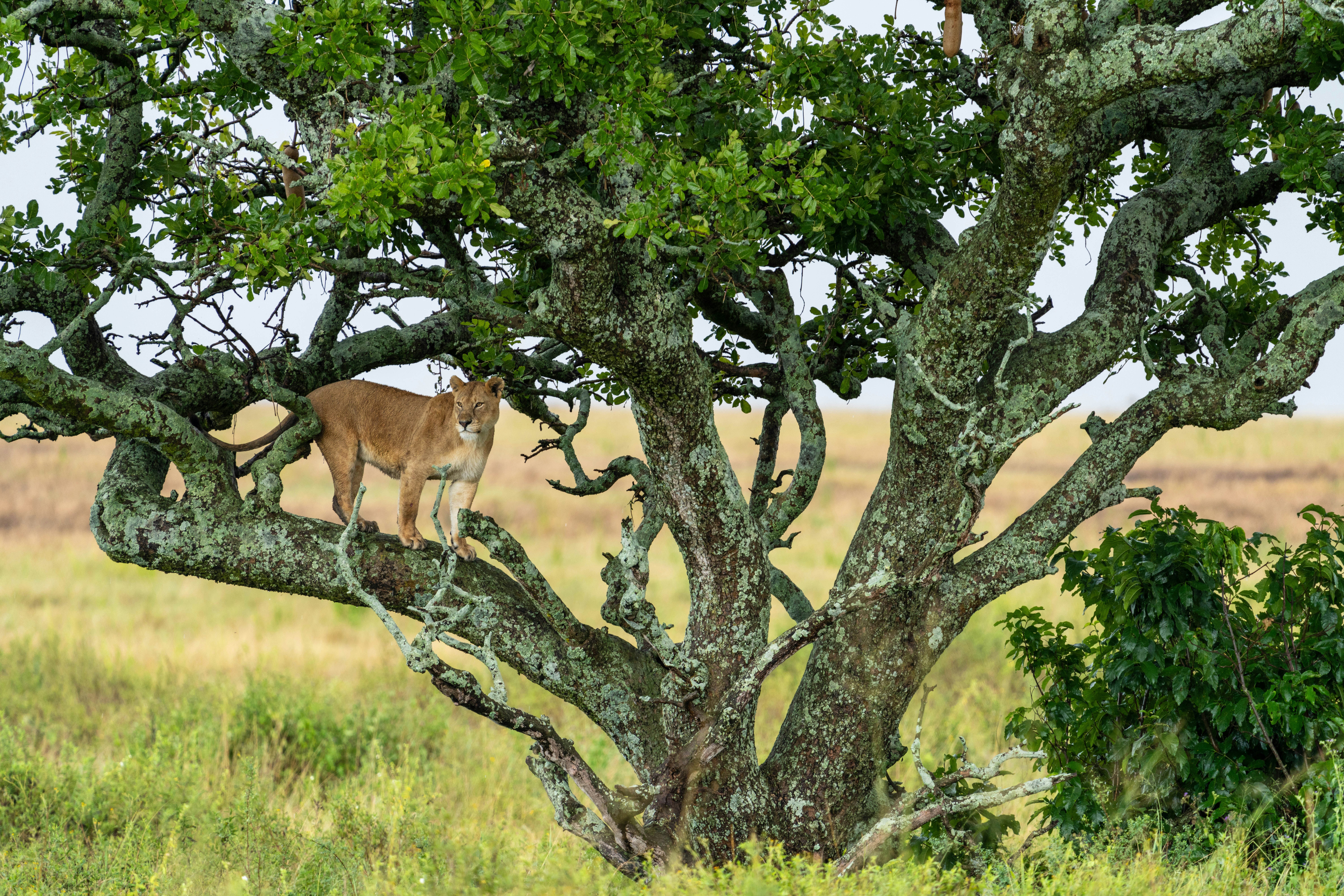 great photo recipe,how to photograph a tree lioness.