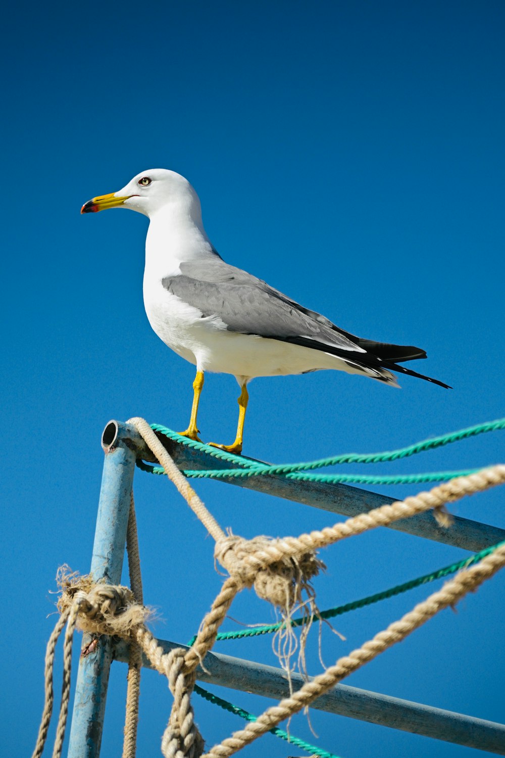 a seagull sitting on top of a rope fence