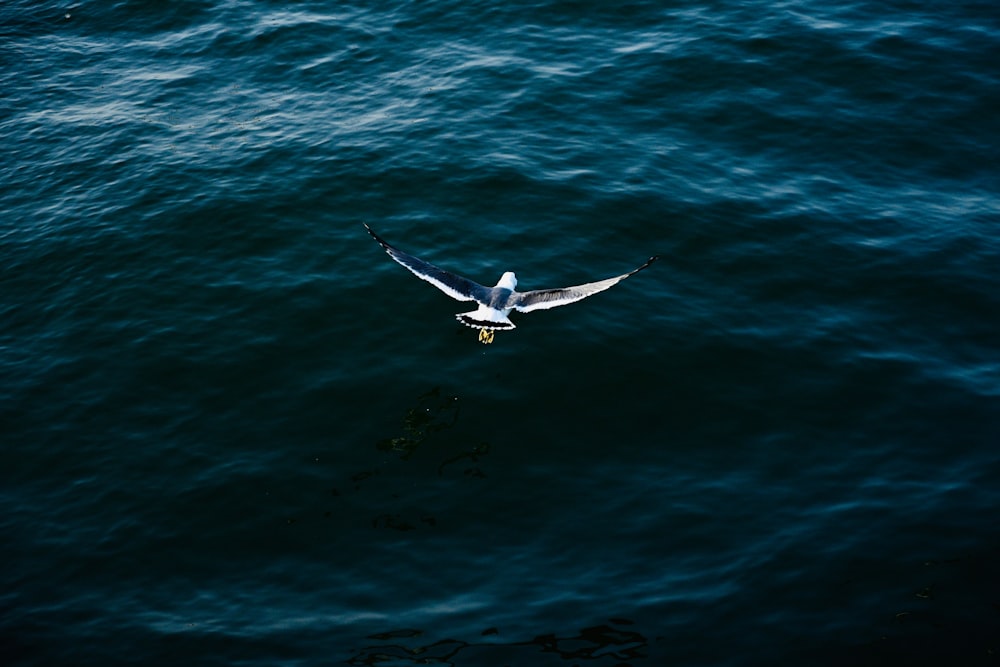 a seagull flying over a body of water