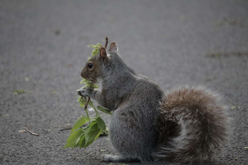 a squirrel eating a leafy plant on the ground