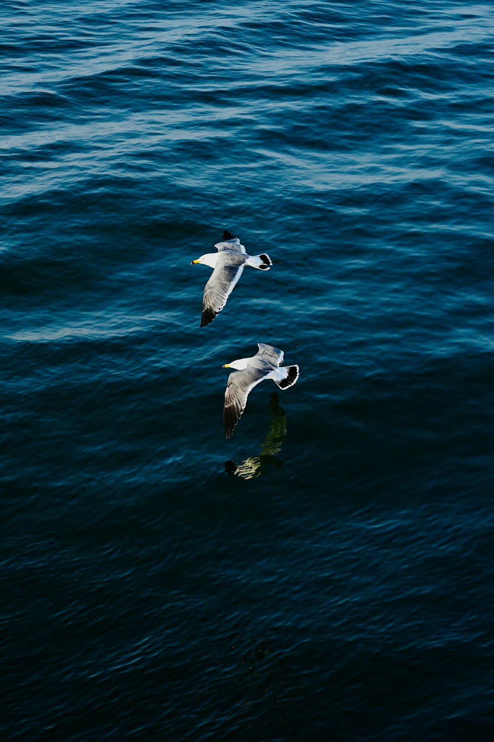 two seagulls flying over the water near each other