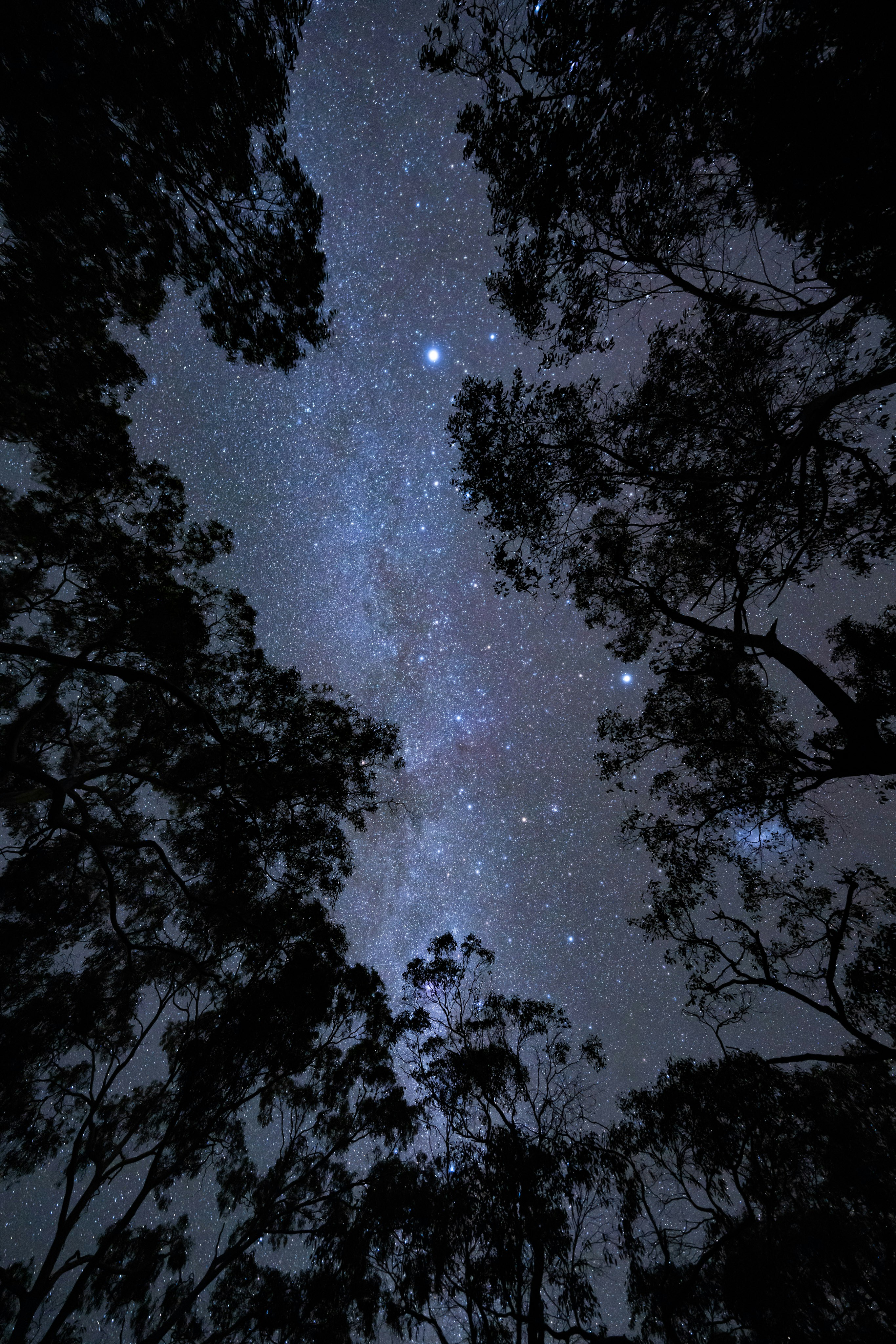 Le ciel nocturne est rempli d’étoiles et d’arbres