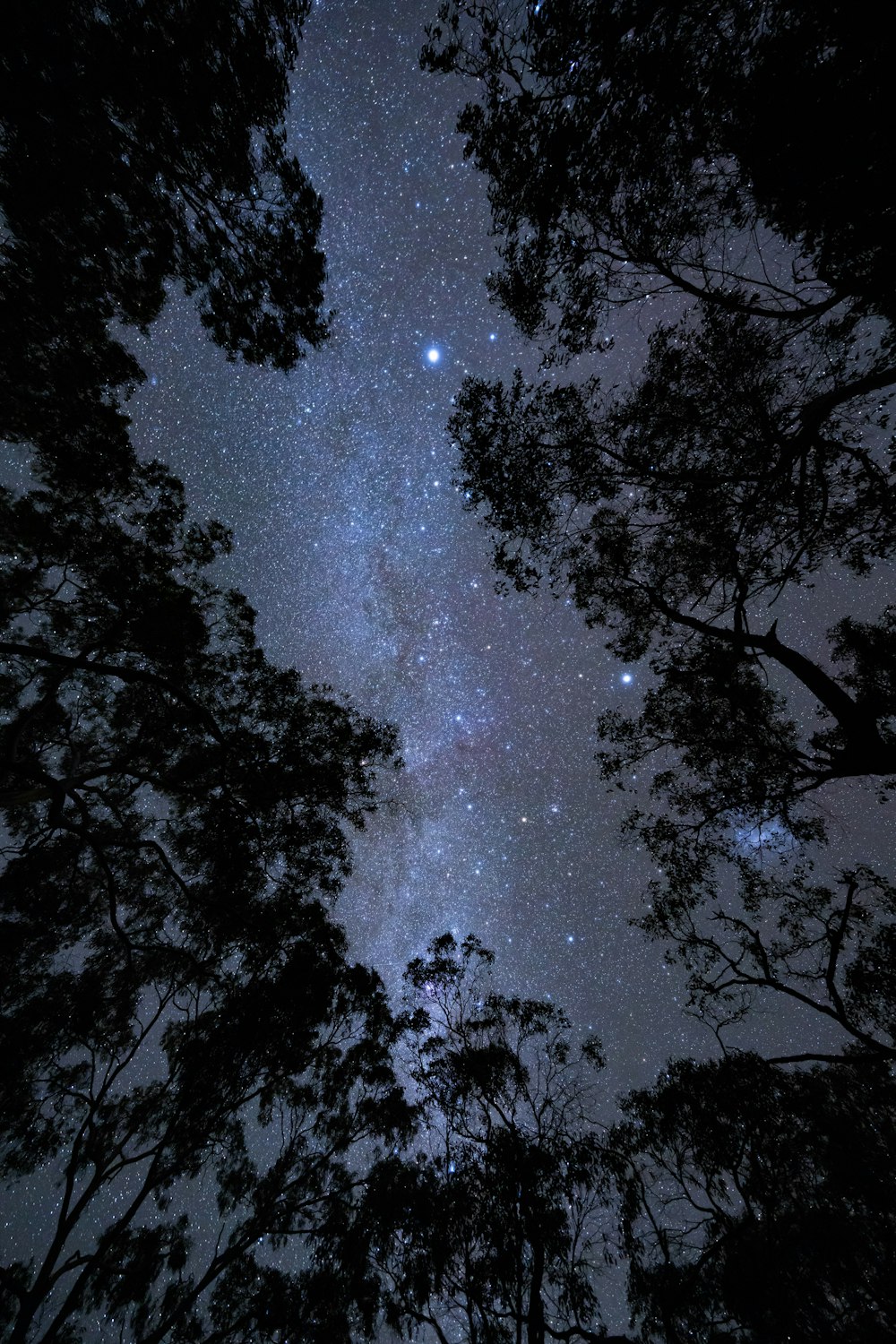 the night sky is filled with stars and trees