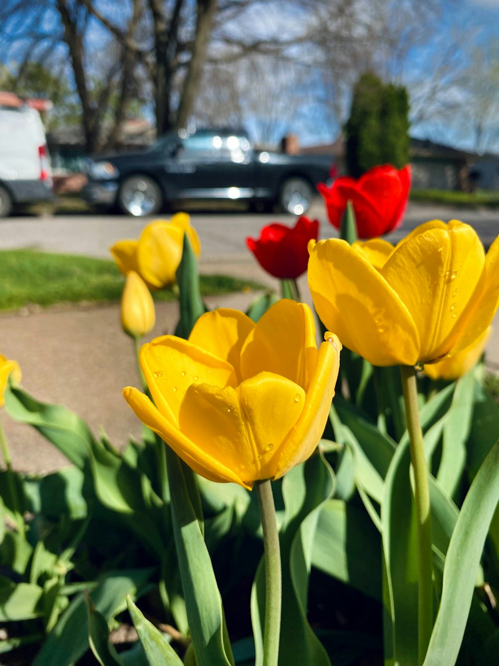 a bunch of yellow and red tulips in a flower bed