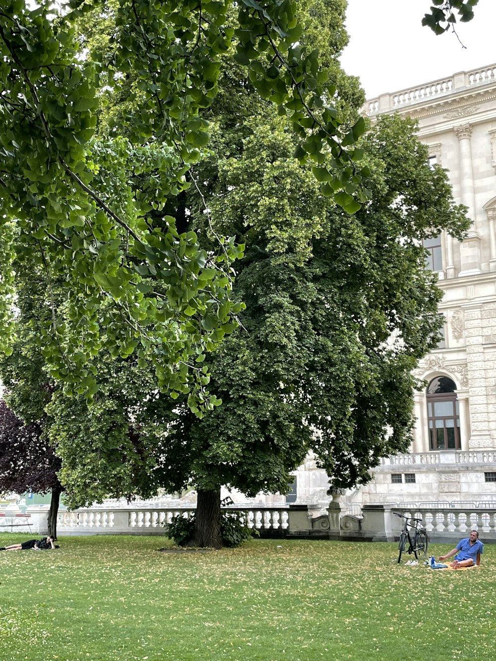 a man sitting on a bench under a tree