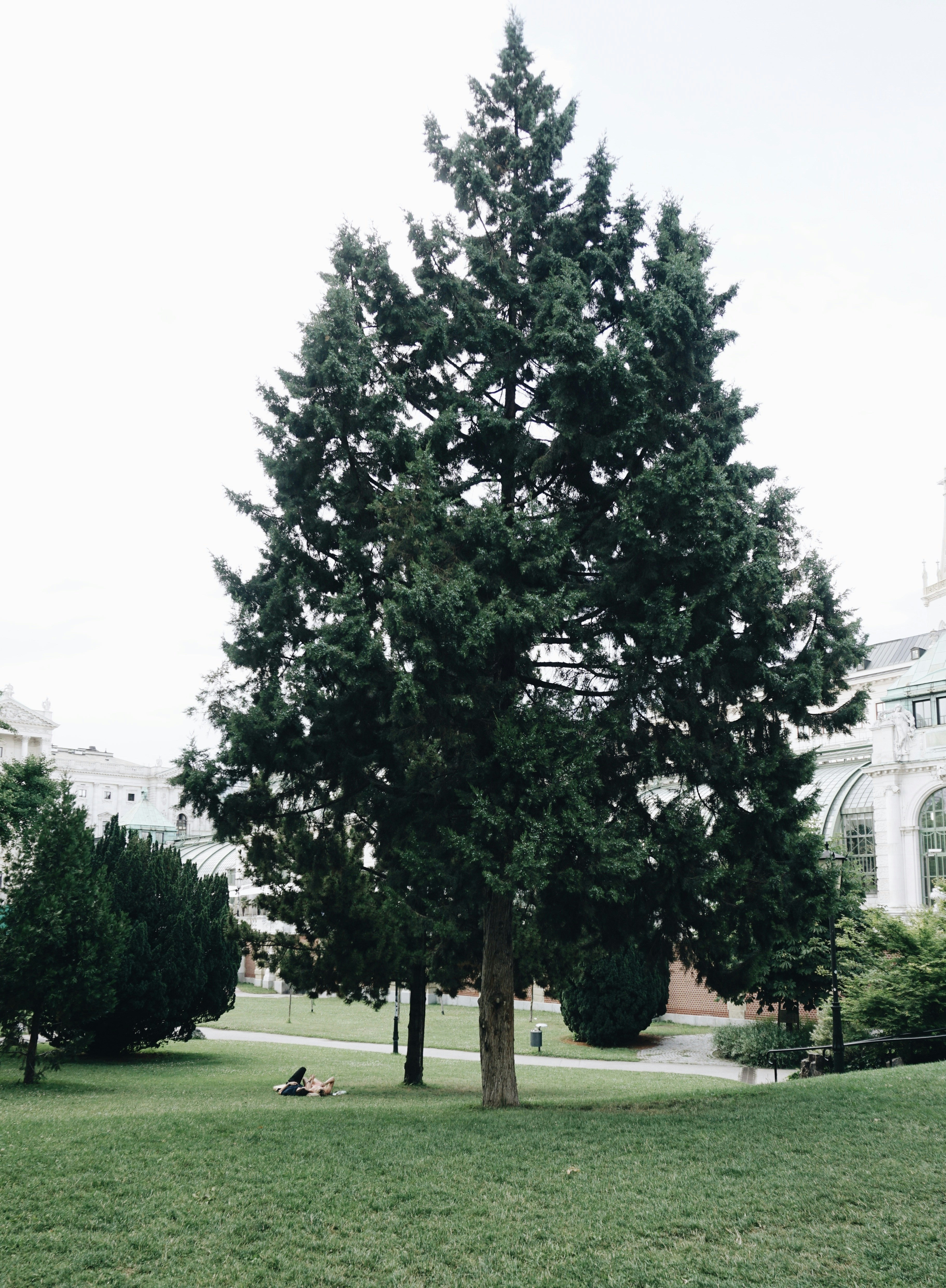 a large tree in the middle of a park