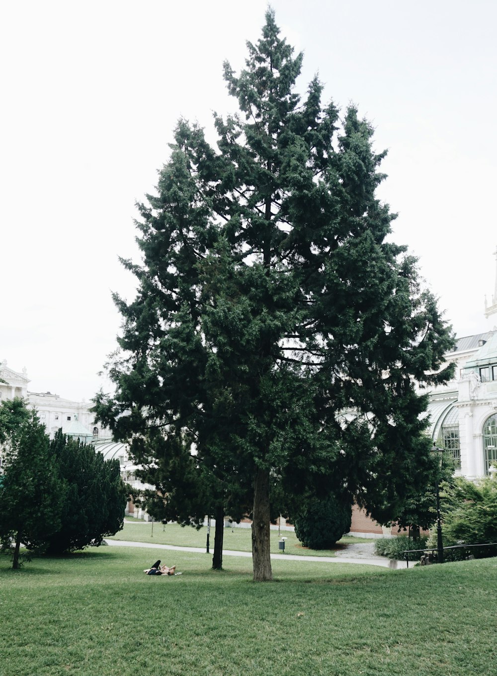 a large tree in the middle of a park