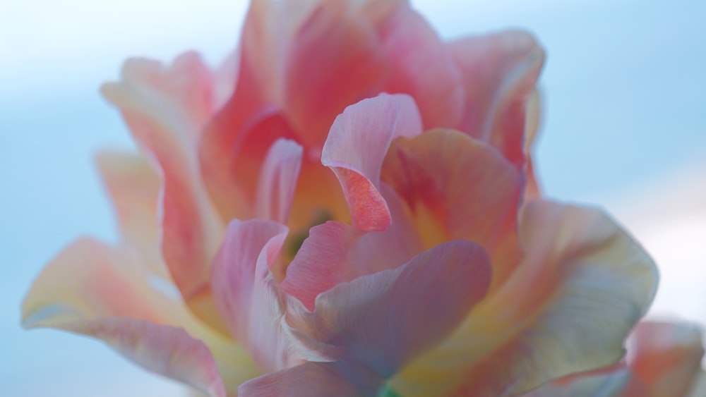 a close up of a pink and yellow flower