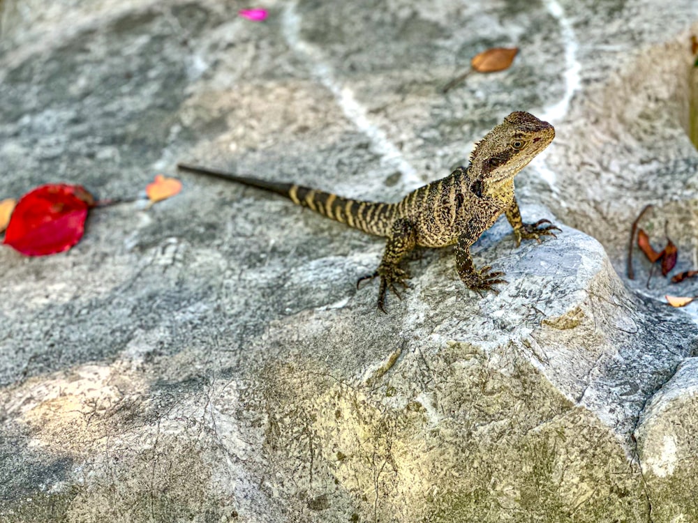 a small lizard is standing on a rock