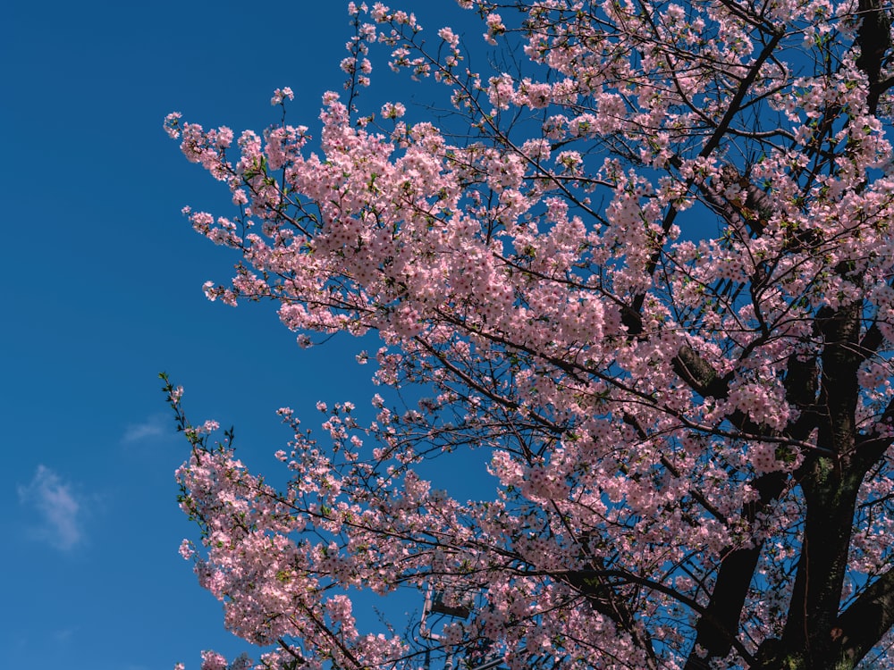 a tree with pink flowers in front of a blue sky