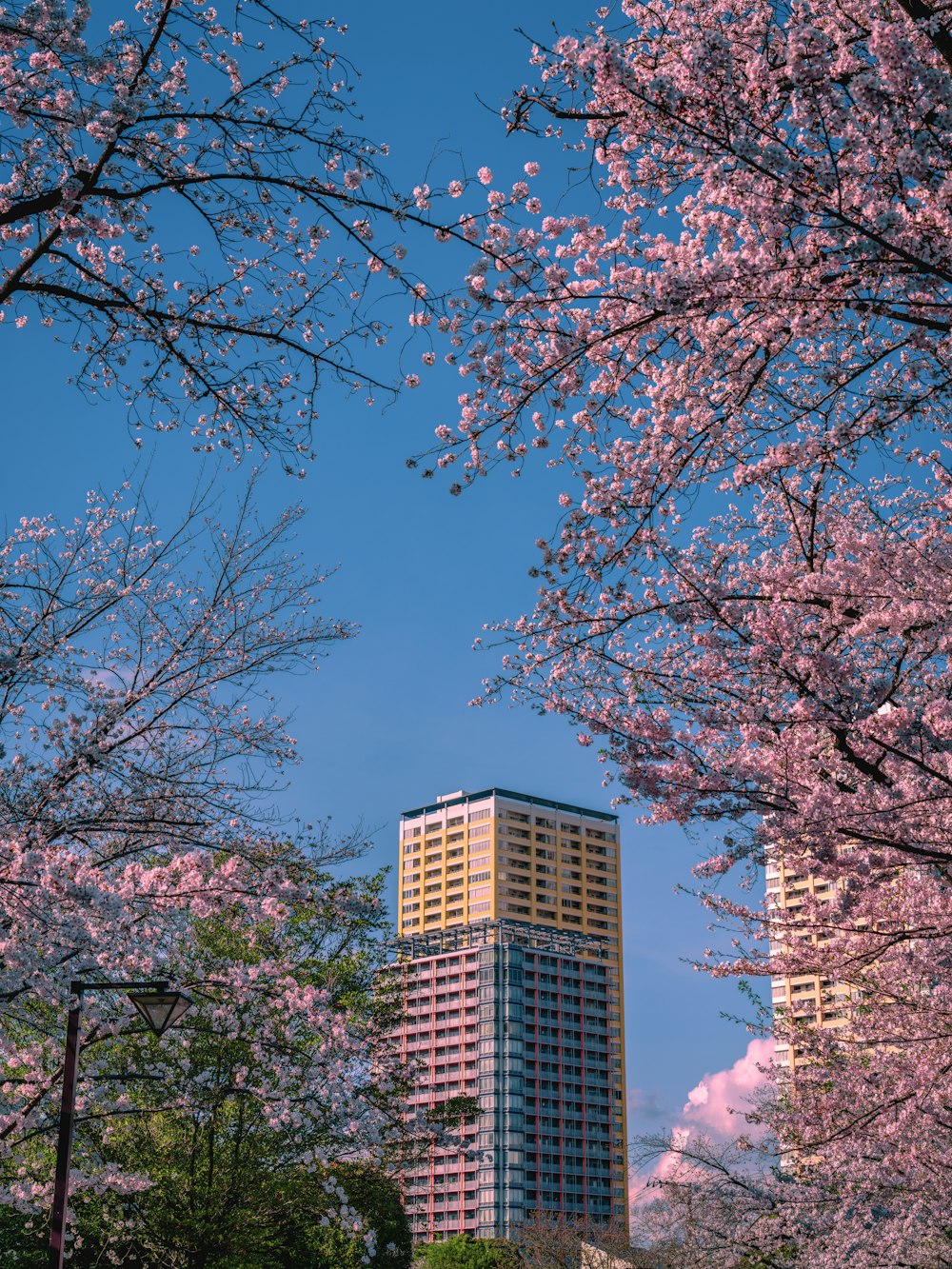 Un edificio alto rodeado de cerezos en flor