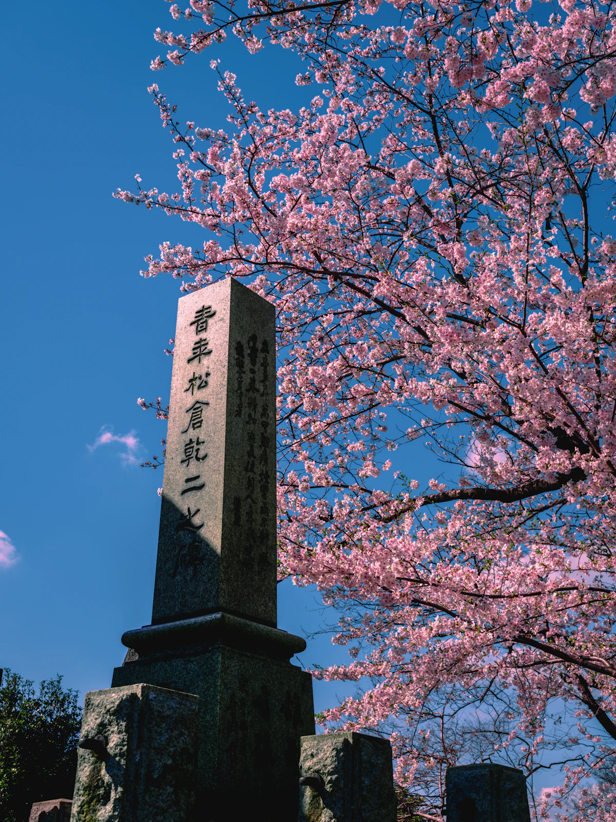 A stone monument with a tree and cherry blossoms in the background at Yanaka Cemetery, Taito City, Tokyo