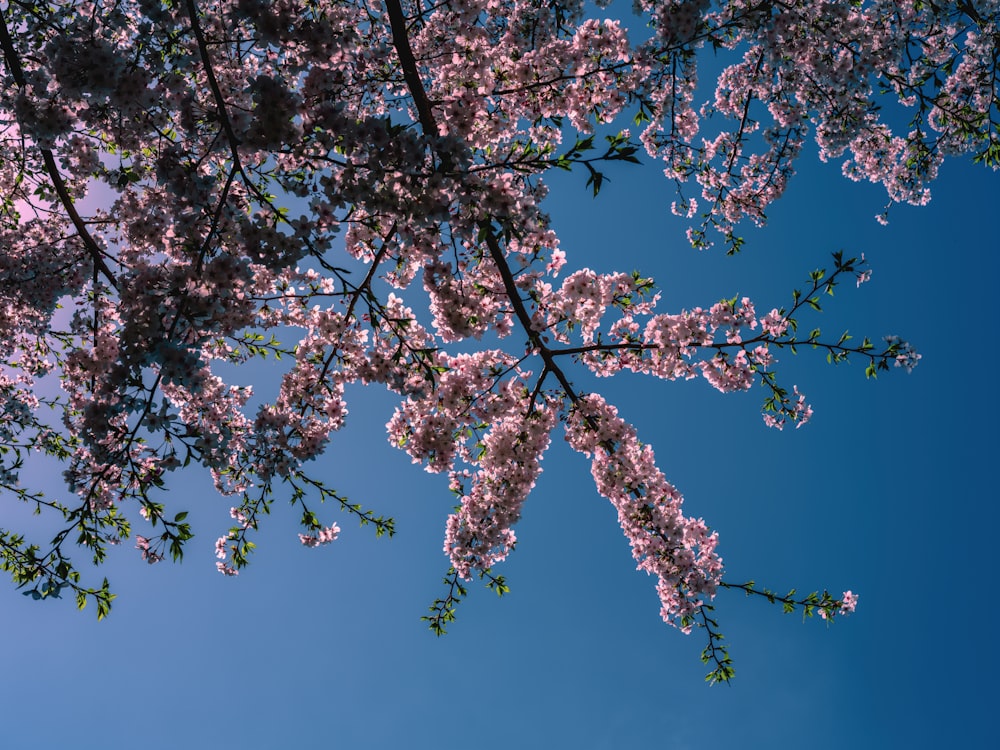 a pink flowered tree with a blue sky in the background