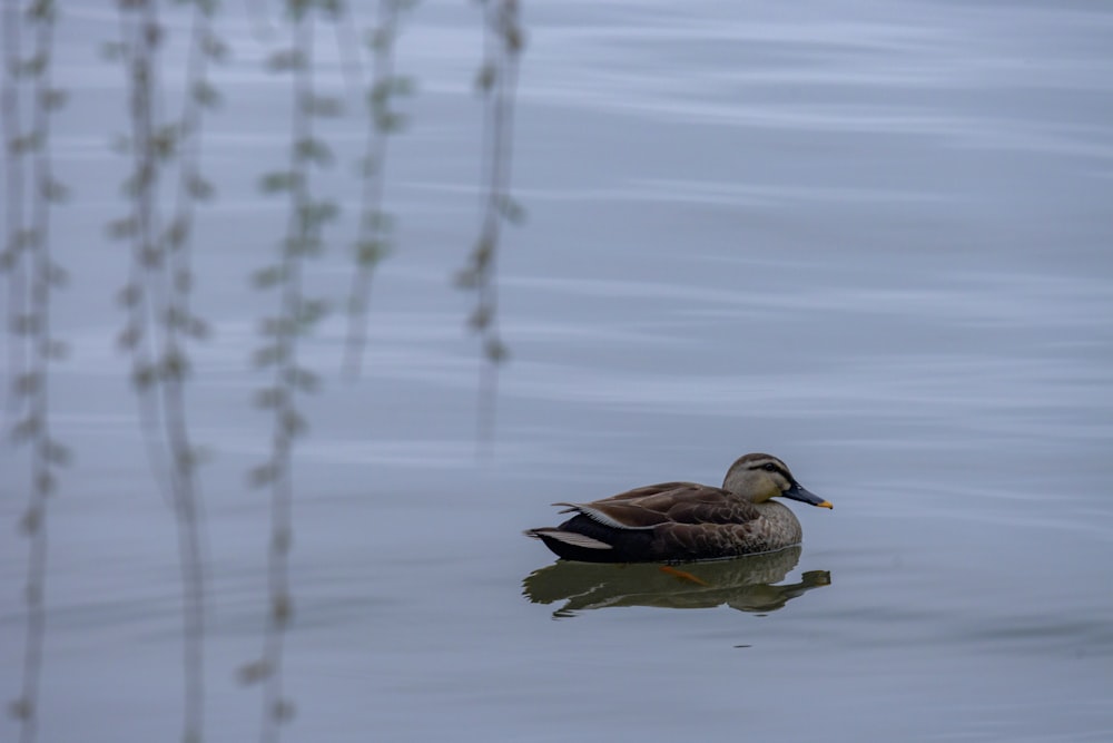 a duck floating on top of a body of water