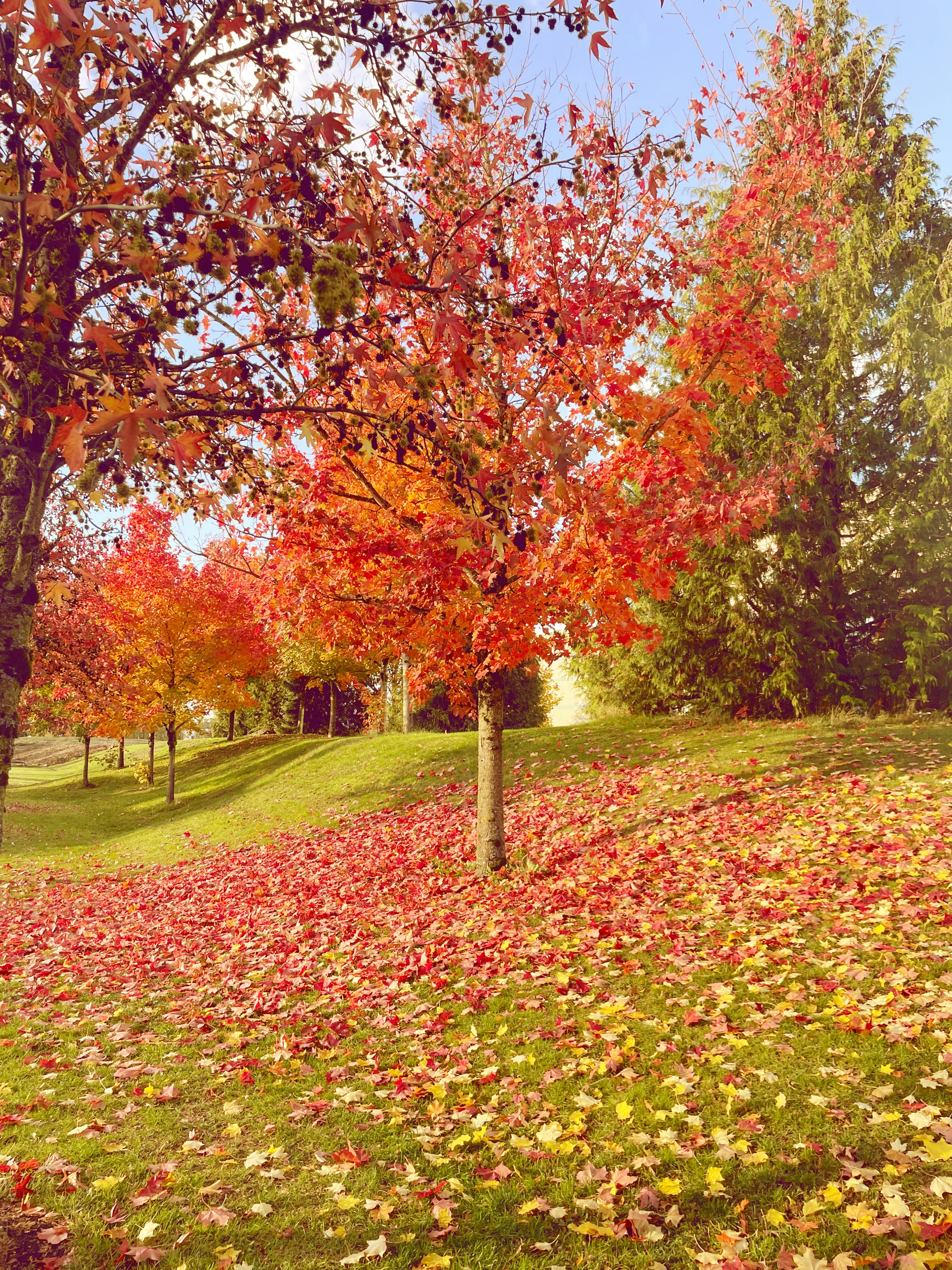 Photo by holychicken99