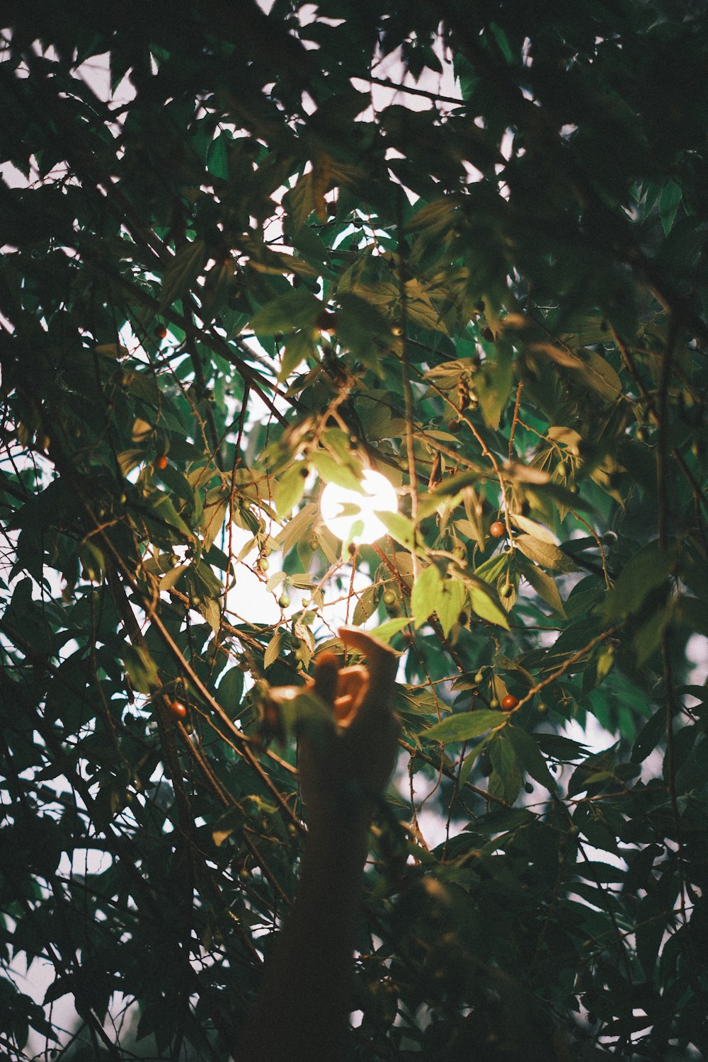 a hand reaching up into a tree with the sun shining through the leaves