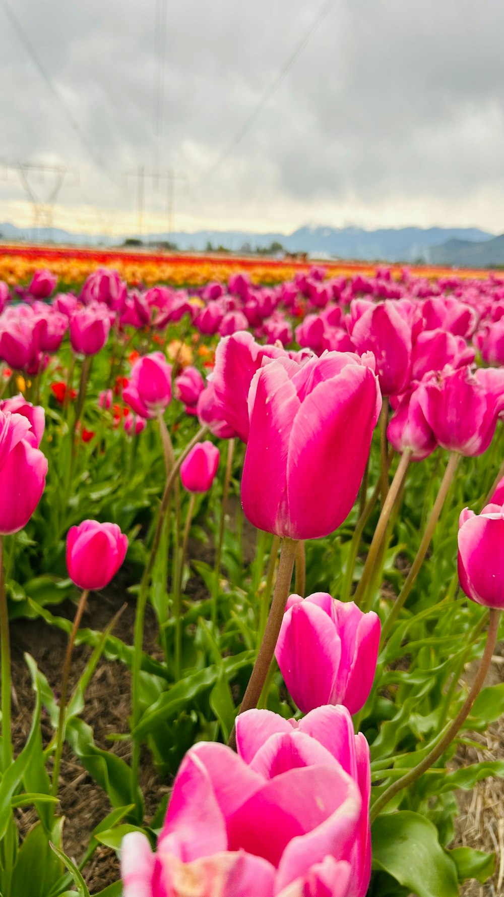 a field full of pink tulips under a cloudy sky