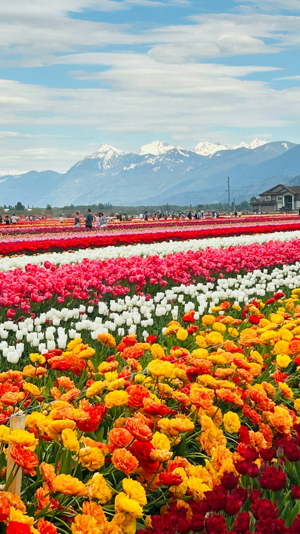 a field full of colorful flowers with mountains in the background