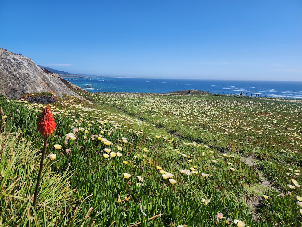 a field of wildflowers with a cliff in the background