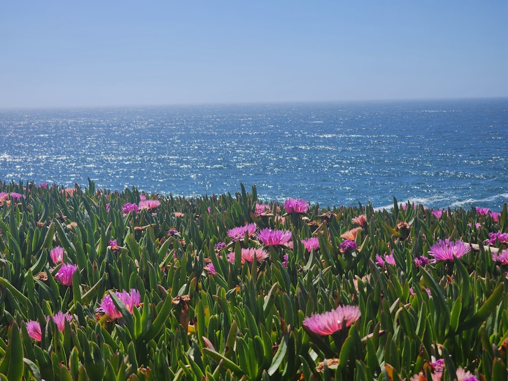 a field of pink flowers with the ocean in the background