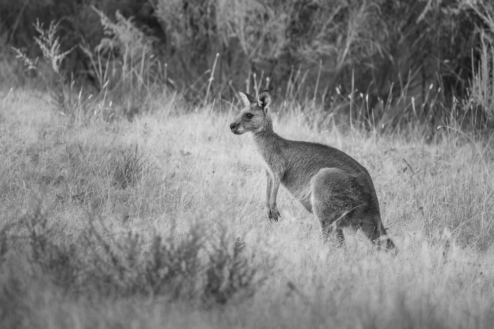 a kangaroo standing in a field of tall grass