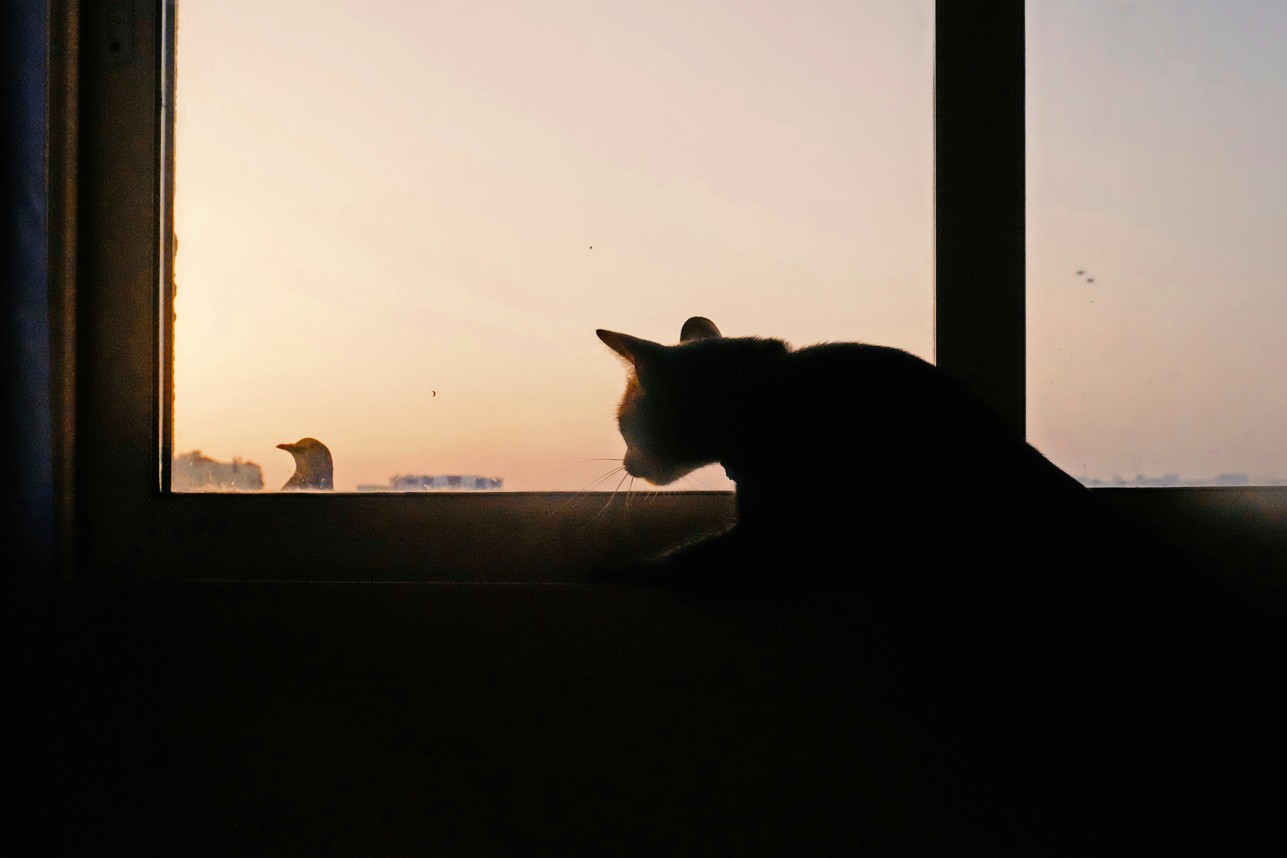 a cat sitting in front of a window at sunset