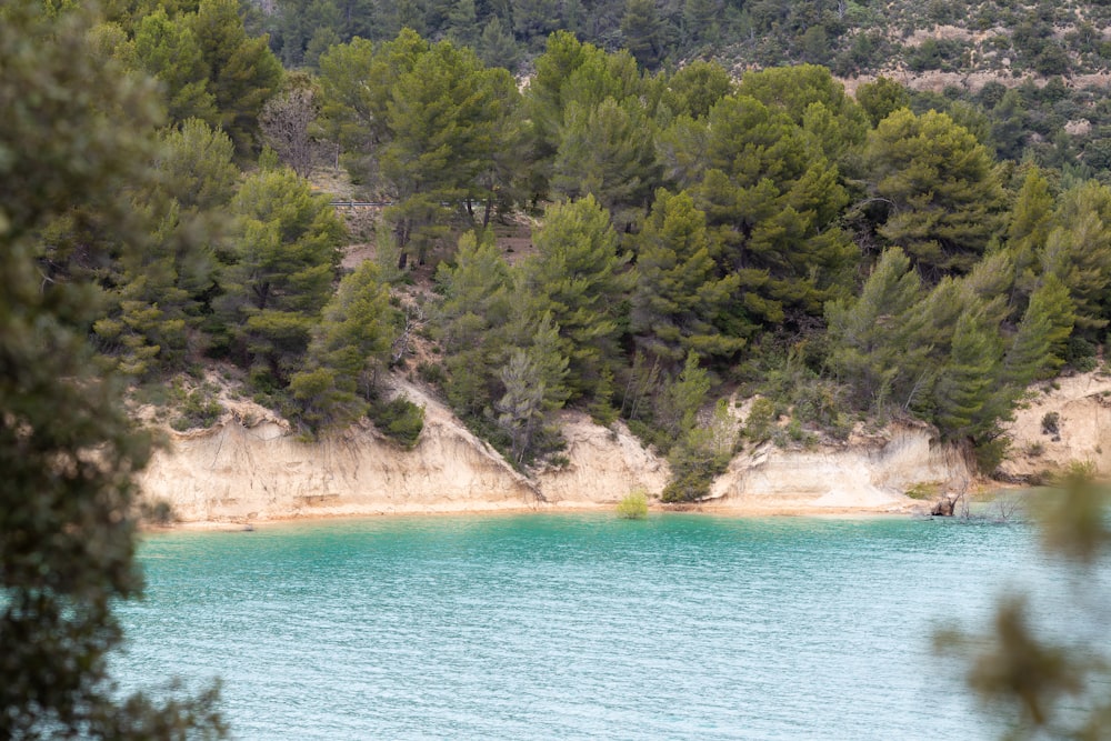 a body of water surrounded by a forest