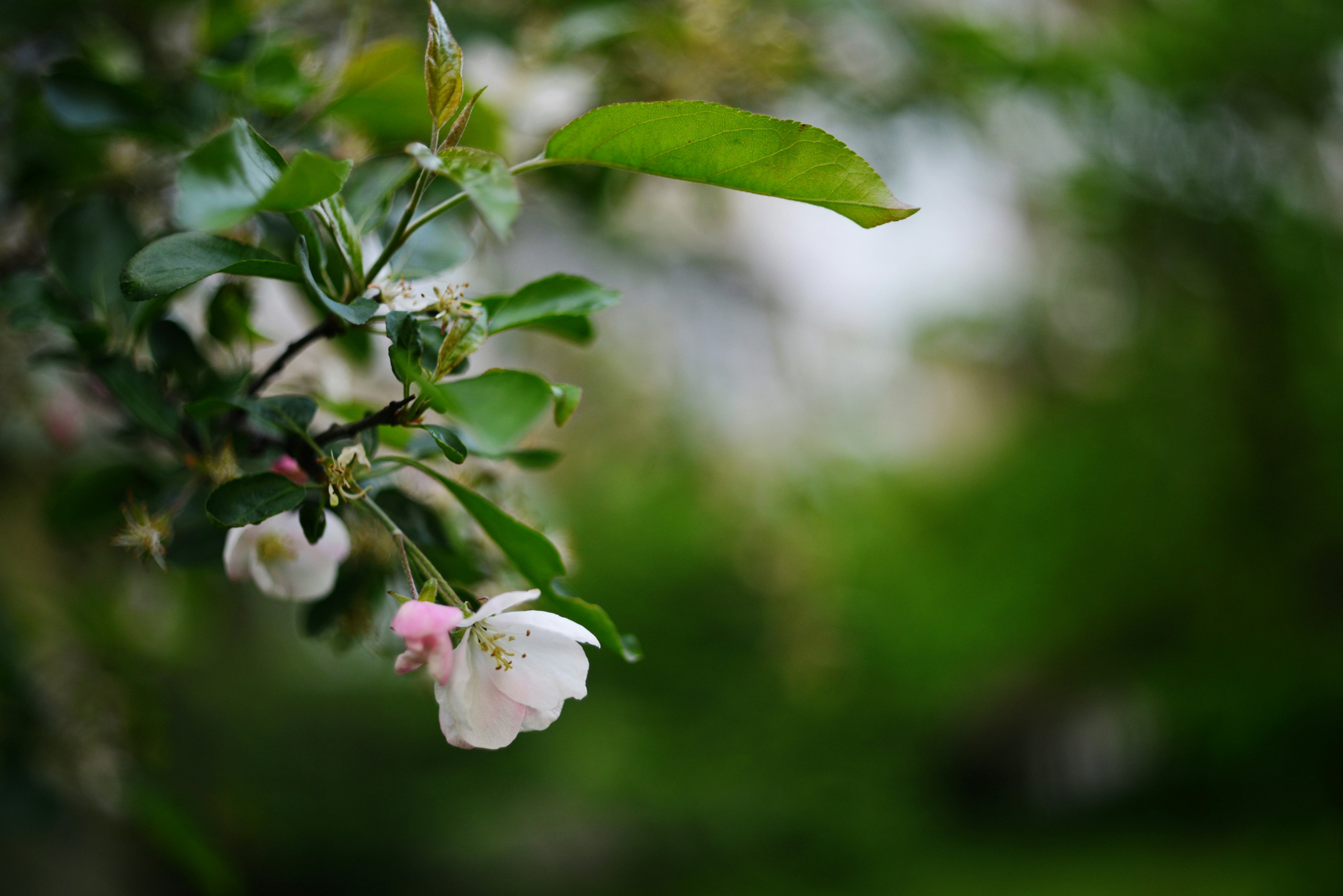 Photo by cherstve_pechivo