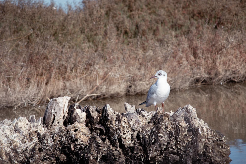 a seagull standing on a rock near a body of water