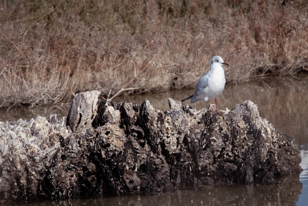 une mouette assise sur un rocher dans l’eau