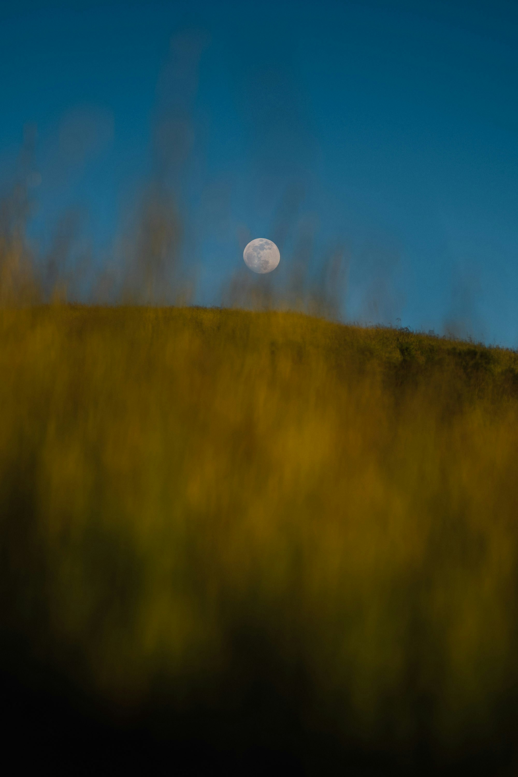 Une pleine lune est vue au loin au-dessus d’une colline herbeuse