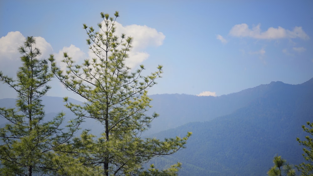 a view of a mountain range with trees in the foreground