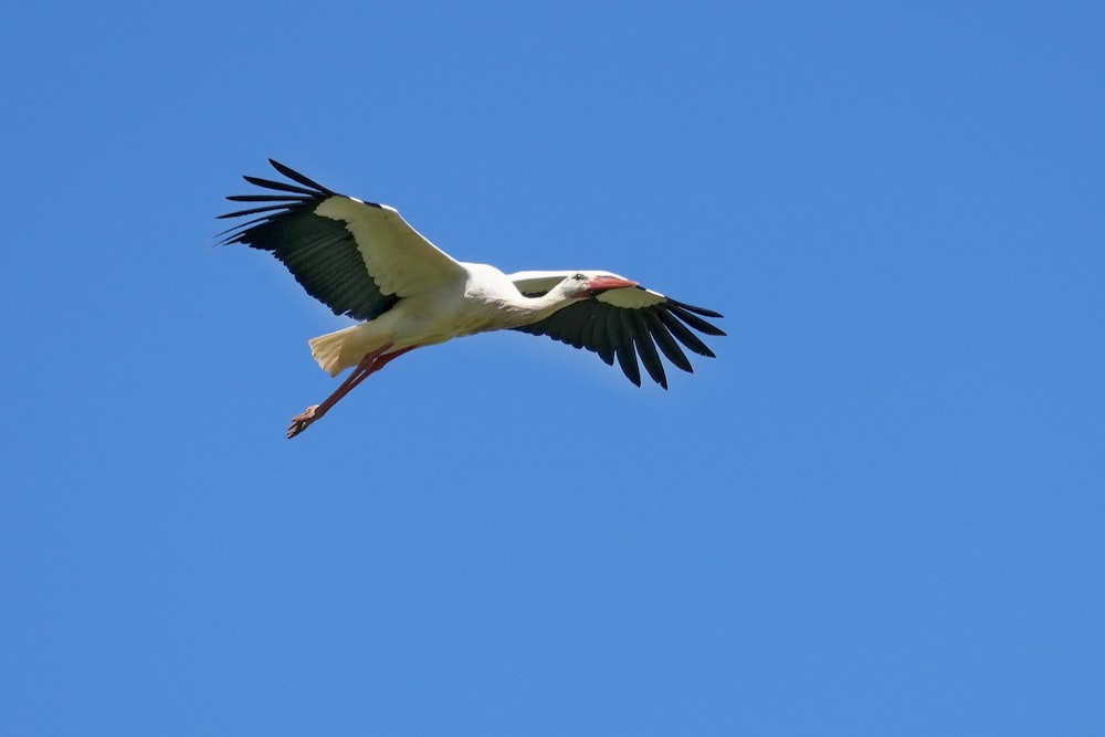 a large white bird flying through a blue sky