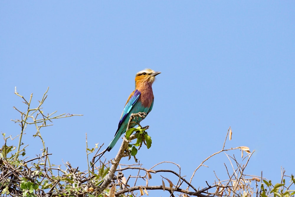 a colorful bird sitting on top of a tree branch