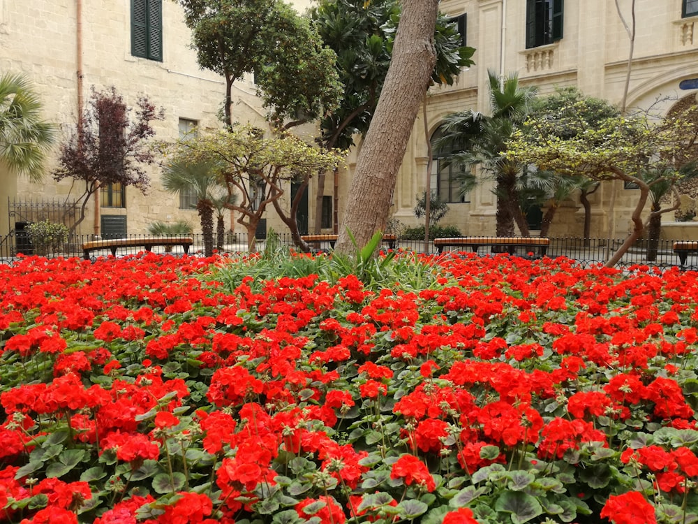 red flowers are growing in the middle of a courtyard