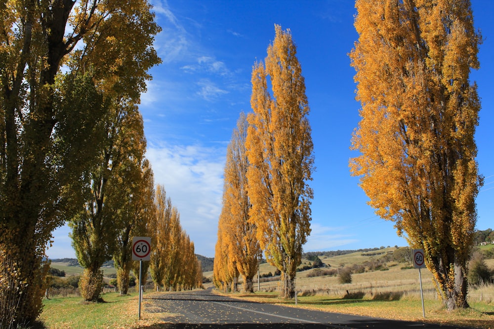 a road surrounded by trees with yellow leaves