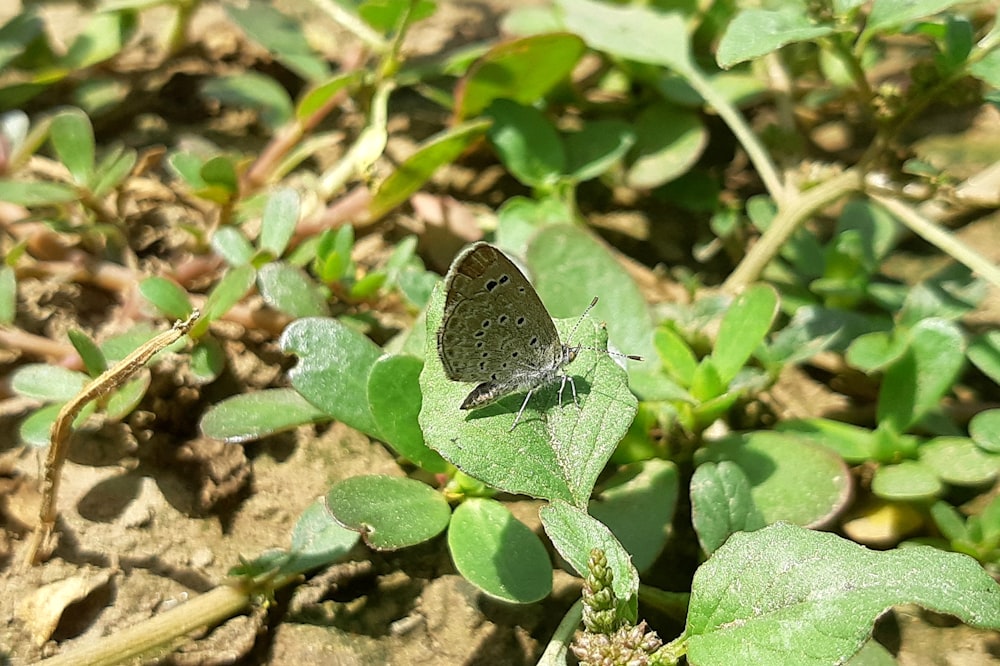 una piccola farfalla blu seduta su una foglia verde