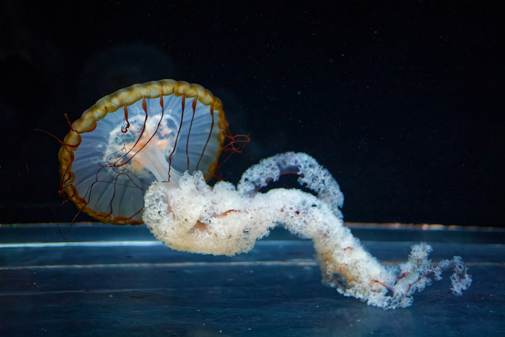 a jellyfish swimming in a tank in the dark